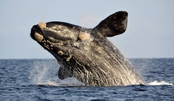 46::Muerte de ballenas francas en Argentina